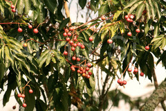 Trichilia connaroides